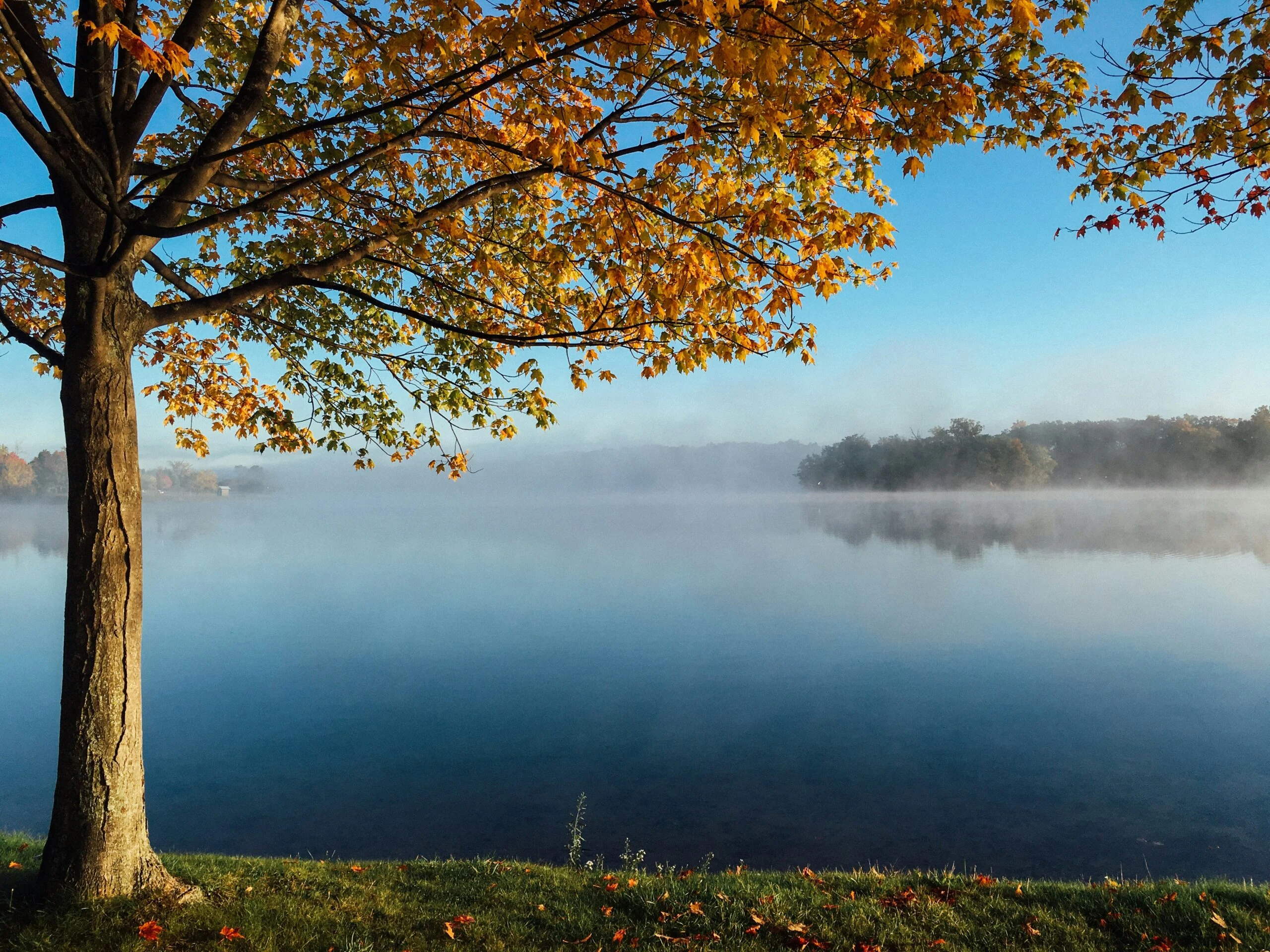 Un lac paisible sous les arbres en automne